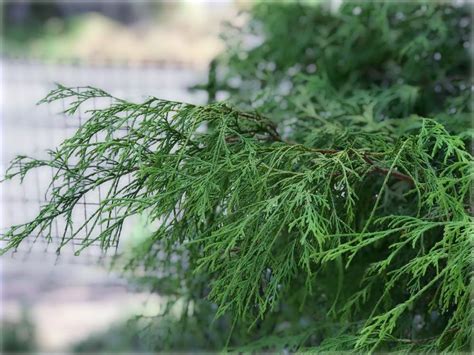 庭院樹種|庭木におすすめの常緑樹38種！低木、中木、高木、花木、果樹、。